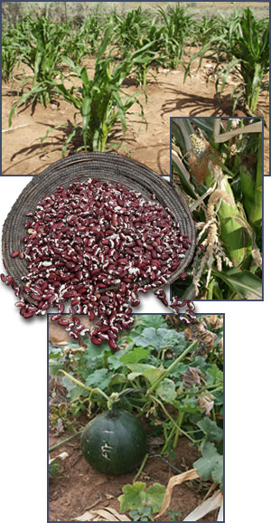 Corn, beans, and squash. Photographs by Joyce Heuman Kramer and (corn inset) Joyce Alexander; copyright Crow Canyon Archaeological Center.