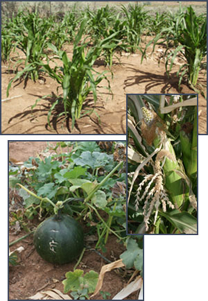 Corn and squash. Photographs by Joyce Heuman Kramer and (inset) Joyce Alexander; copyright Crow Canyon Archaeological Center.