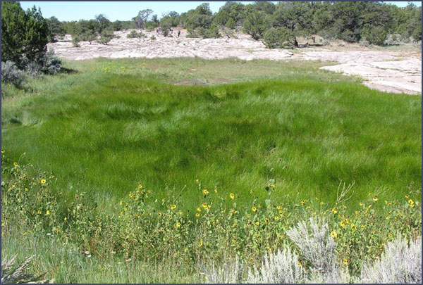 Goodman Lake, after the monsoon rains. Photo by Kristin Kuckelman; copyright Crow Canyon Archaeological Center.