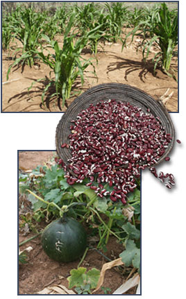 Corn, beans, and squash. Photos by Joyce Heuman Kramer; copyright Crow Canyon Archaeological Center.