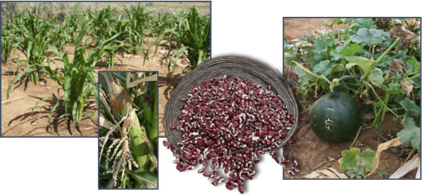 Corn, beans, and squash. Photographs by Joyce Heuman Kramer and (corn inset) Joyce Alexander; copyright Crow Canyon Archaeological Center.