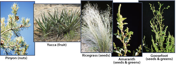 Pinyon, yucca, ricegrass, amaranth, and goosefoot. Photos by Rick Bell (pinyon, ricegrass, amaranth, and goosefoot) and Joyce Heuman Kramer (yucca); copyright Crow Canyon Archaeological Center.