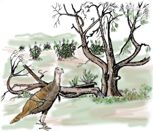 Turkey. Pen-and-ink drawing by Lee R. Schmidlap, Jr.